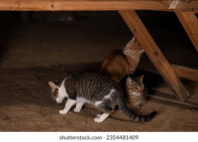 Juan Jose Castelli, Chaco, Argentina. August 19, 2023. A family barbecue, its preparation, its distribution, the people eating, and the grills. Cats eating the leftovers that fall under the table.