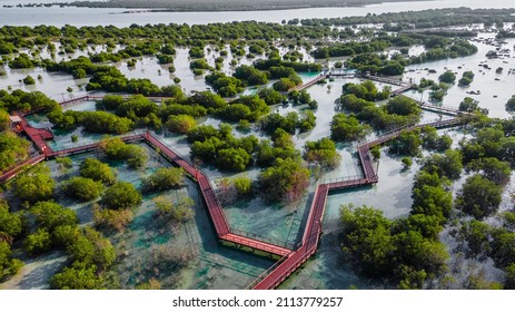 Jubail Mangrove Park In Abu Dhabi