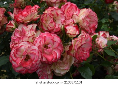 'Jubile du Prince de Monaco' roses blooming in the garden