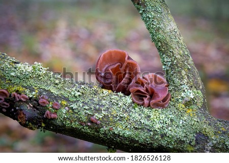 Judas ear (Auricularia auricula-judae) in autumn on a dead tree trunk in the forest                               