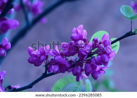 judas tree, judas tree flower, purple flowers