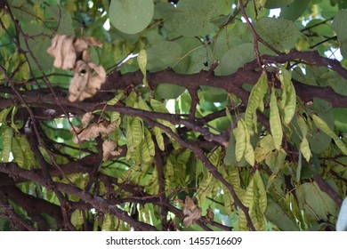 Judas Tree Green Pods Cercis Siliquastrum Stock Photo 1455716609 ...