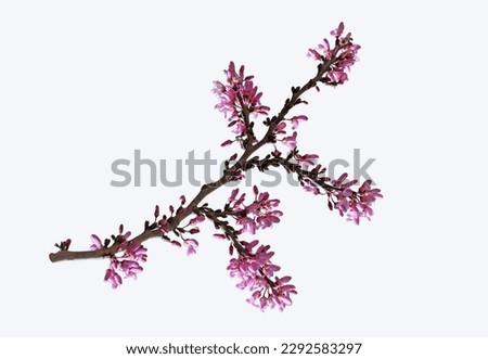 Judas tree or Judas-tree (Cercis siliquastrum) is a small deciduous tree in the flowering plant family Fabaceae. It has a display of deep pink flowers in spring.