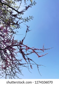 Judas Tree Nature