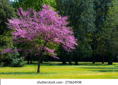 Judas Tree の画像 写真素材 ベクター画像 Shutterstock