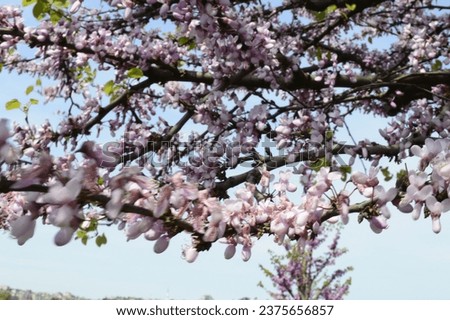 judas tree, judas trees in bloom, istanbul's famous tree, judas tree