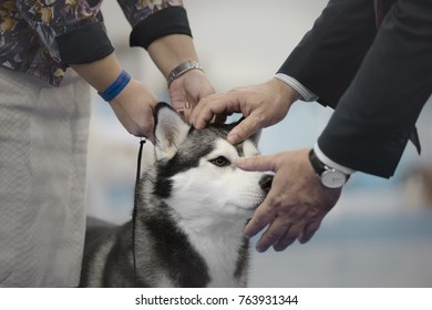 Judge Checking Siberian Husky At The Dog Show