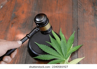 judicial gavel in judge's hand near marijuana leaves cultivation of medical narcotic plant. The concept of legalization of cultivation and sale of marijuana and punishment