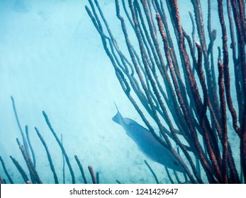 A Juevenile Hog Fish Hides In The Coral