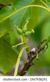 Juglans Regia Belongs To The Juglandaceae Family