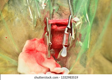 Jugular Vein In A Dog Under Heartworm Extraction Surgery