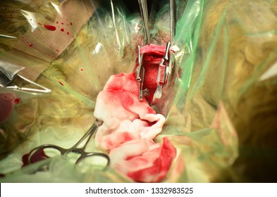 Jugular Vein In A Dog Under Heartworm Extraction Surgery