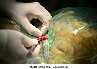 Jugular Vein In A Dog Under Heartworm Extraction Surgery