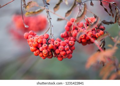 Juicy Beautiful Clusters Mountain Ash On Stock Photo 1231422841 ...