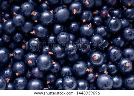 Juicy berries of black currant, background, Water droplets on black currant