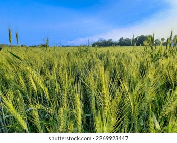 Juicy fresh ears of young green wheat on nature in spring summer field close-up of macro. ripening ears of wheat field. Green Wheat field is blooming in the rural Indian fields. Juicy green wheat crop - Powered by Shutterstock