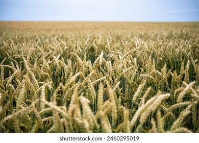 Juicy fresh ears of young green wheat on nature in spring summer field close-up of macro. Green Wheat field blowing in the rural Indian fields. Germany. - Powered by Shutterstock