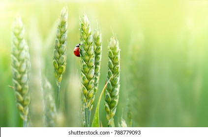 Juicy fresh ears of young green wheat and ladybug on nature in spring summer field close-up of macro with free space for text - Powered by Shutterstock