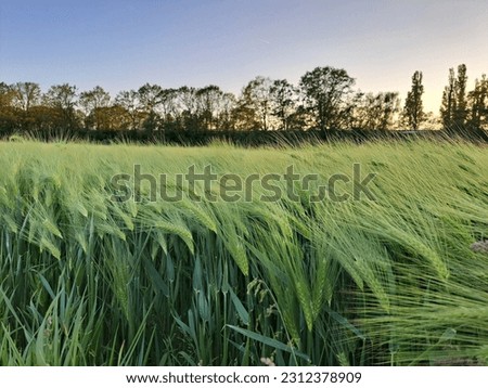 Juicy fresh ears of young green wheat on nature in spring summer field close-up of macro. ripening ears of wheat field. Green Wheat field is blooming in the rural Indian fields. Juicy green wheat crop