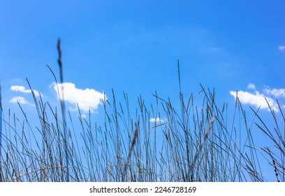 Juicy fresh green tall grass against a clear blue sky on a sunny summer, spring windy day. Backgrounds and texture of the grass. Field, meadow, lawn, plants growing, natural background. Good weather. - Powered by Shutterstock