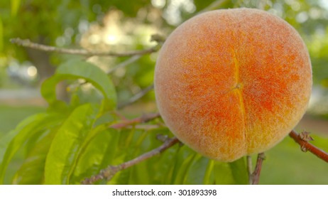 Juicy Fresh Peach On A Tree In An Organic Orchard