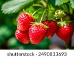 Juicy fresh ripe strawberries on a branch outdoor