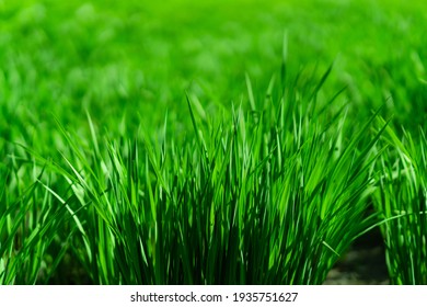 Juicy Green Grass Close Up