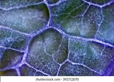 Juicy Green Plant Cells Under The Microscope