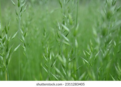 Juicy green spring grass in the meadow, succulent green cereal plants in the field, tender green meadow spikelets, grass texture background, close-up spikelets moving in the wind - Shutterstock ID 2311283405