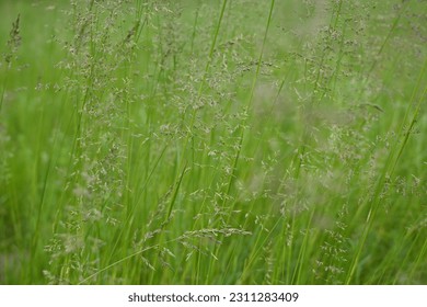 Juicy green spring grass in the meadow, succulent green cereal plants in the field, tender green meadow spikelets, grass texture background, close-up spikelets moving in the wind - Shutterstock ID 2311283409