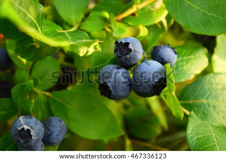 Juicy Highbush Blueberries Ripening On The Bush, Full Of Chemopreventive Phytochemicals, Such As Resveratrol, Pterostilbene, Anthocyanins and Proanthocyanidins, That Prevent Inflammation and Cancer