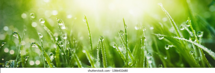 Juicy lush green grass on meadow with drops of water dew in morning light in spring summer outdoors close-up macro, panorama. Beautiful artistic image of purity and freshness of nature, copy space.