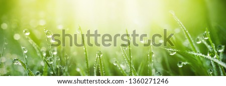 Juicy lush green grass on meadow with drops of water dew in morning light in spring summer outdoors close-up macro, panorama. Beautiful artistic image of purity and freshness of nature, copy space.