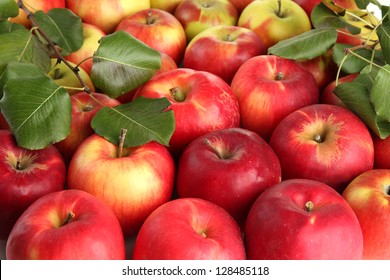 Juicy Red Apples With Green Leaves, Close Up