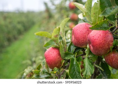 Juicy Red Apples Hanging On The Branch In The Apple Orchard During Autumn.