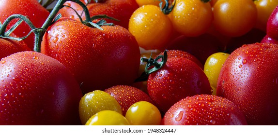 Juicy red and yellow tomatoes on branches with water drops close up - Powered by Shutterstock