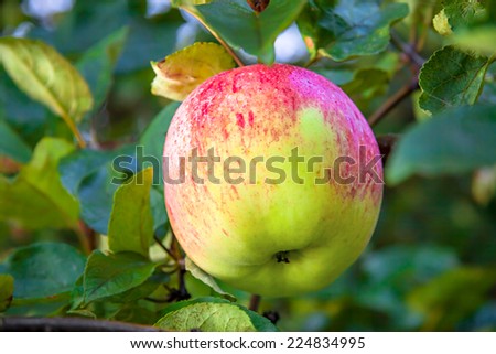 Similar – Apple, ripe on the tree