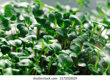 Juicy sprouts of microgreens close-up. Microgreens grown from germinated radish seeds at home. Vegan and healthy food concept. Minimalistic design, textured background. - Powered by Shutterstock