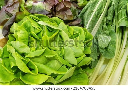 Juicy vegetables green leaves. Greens and herbs. Vegetarian healthy natural food and ingredients for eating raw as salad, smoothie or juice and cooking