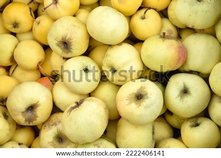Juicy yellow and ripe apples close-up. Background of yellow apples. Harvest of yellow ripe apples from the orchard. Juicy apples. White background. Vegetarian food. Natural pattern.