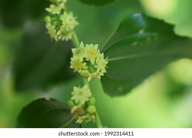 Jujube Flower High Res Stock Images Shutterstock