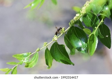 Jujube Flower High Res Stock Images Shutterstock