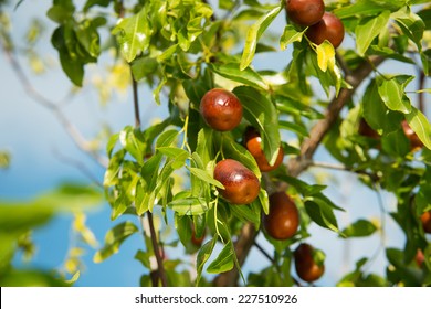 Chinese Jujube Tree High Res Stock Images Shutterstock