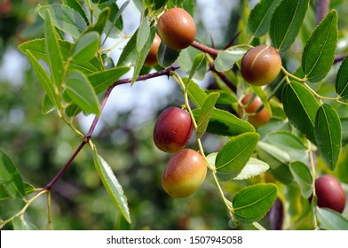 Chinese Jujube Tree High Res Stock Images Shutterstock