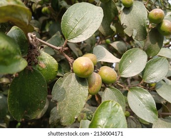jujube fruits on a tree on a background of green leaves .Ziziphus mauritiana, also known as Indian jujube, Indian plum Chinese date, Chinee apple, and dunks is a tropical fruit. 