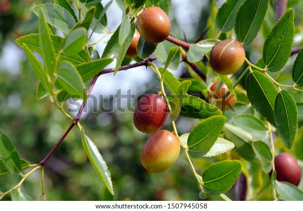 jujube\
fruits on a tree on a background of green\
leaves
