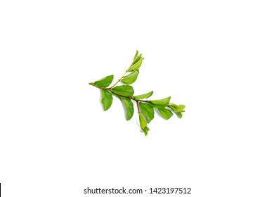 Green Leaves Brown Tree Roots Soil Stock Vector (Royalty Free ...