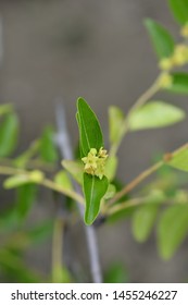 Korean Jujube Tree High Res Stock Images Shutterstock