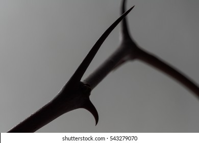 Jujube Tree Wood Images Stock Photos Vectors Shutterstock Jujube Tree Wood Images Stock Photos Vectors Shutterstock