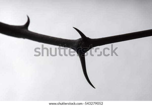 Jujube Tree Branches Thorns Macro Closeup Stock Photo Edit Now Jujube Tree Branches Thorns Macro Closeup Stock Photo Edit Now